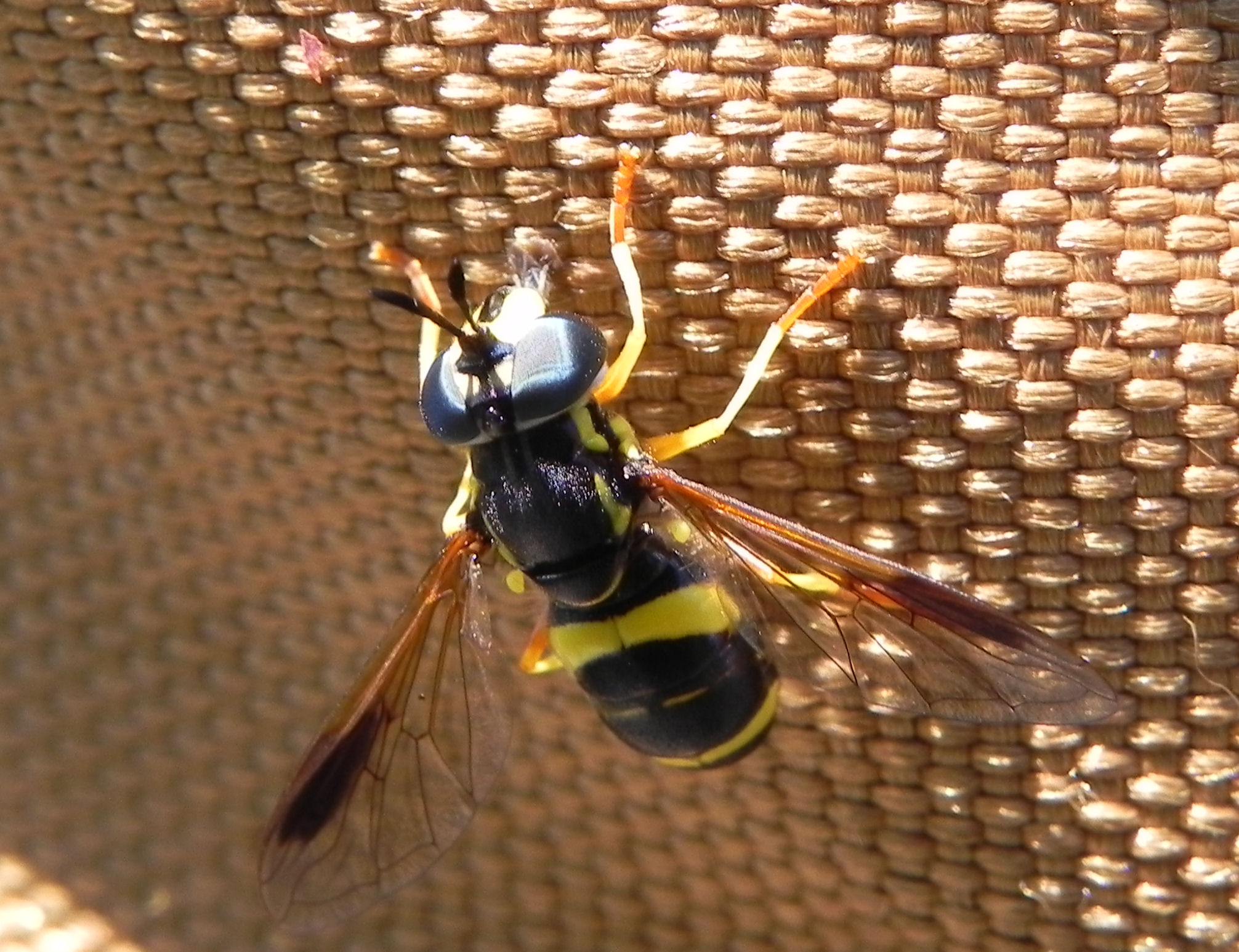 Diptera