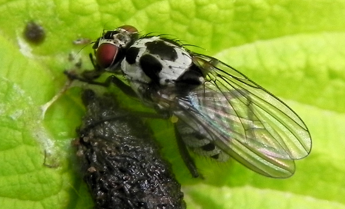 fam. Anthomyiidae. 22 May 2013
