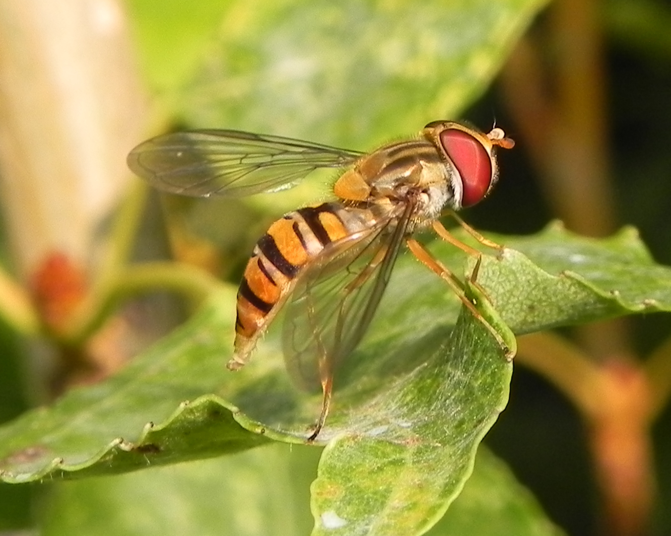 Diptera