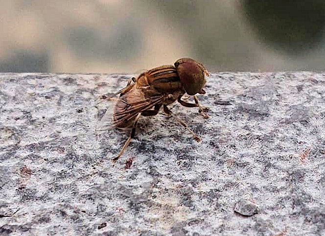 Diptera