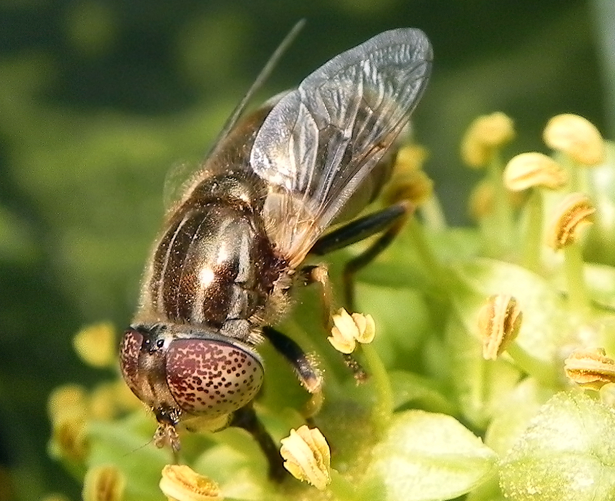 Diptera