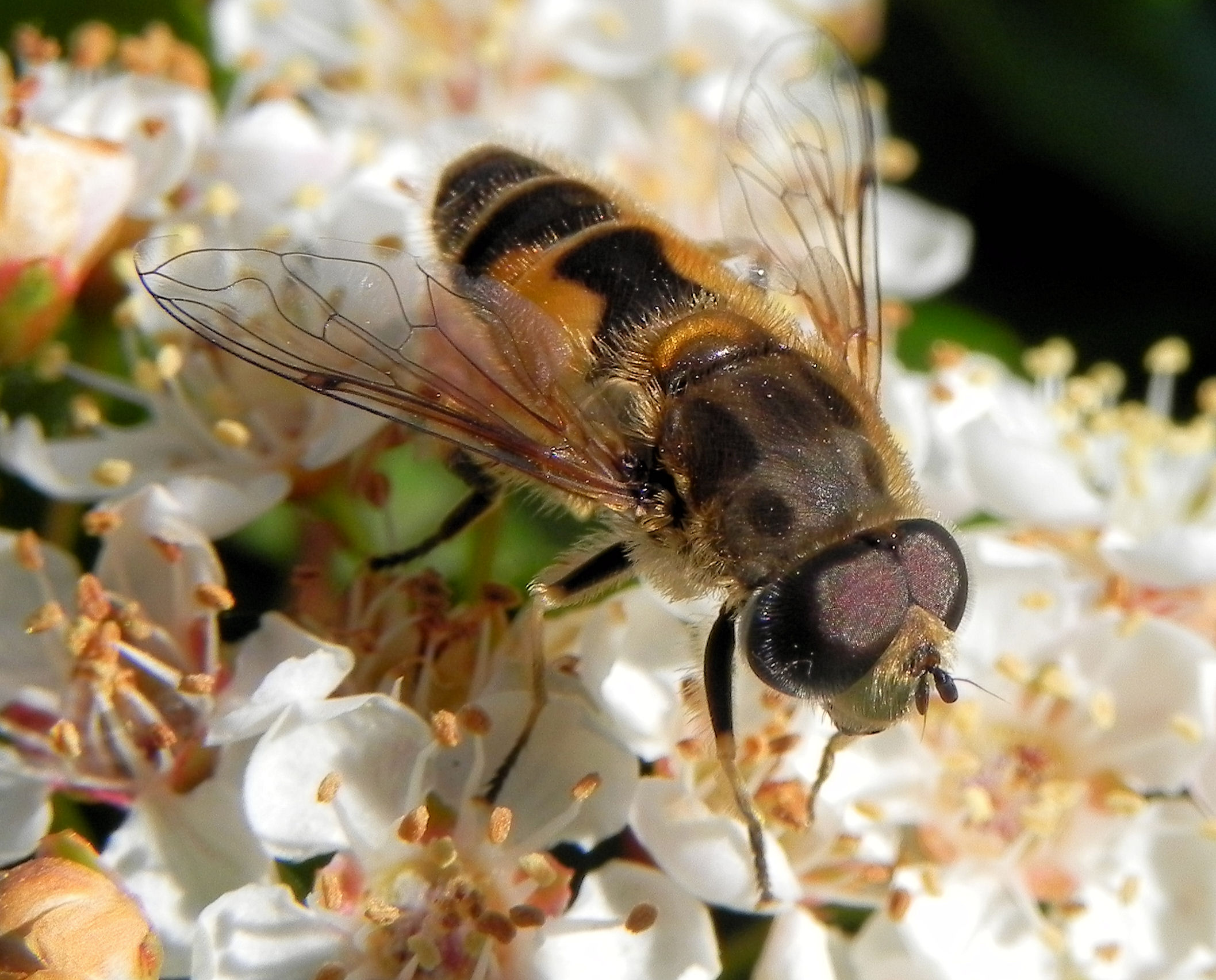 Diptera