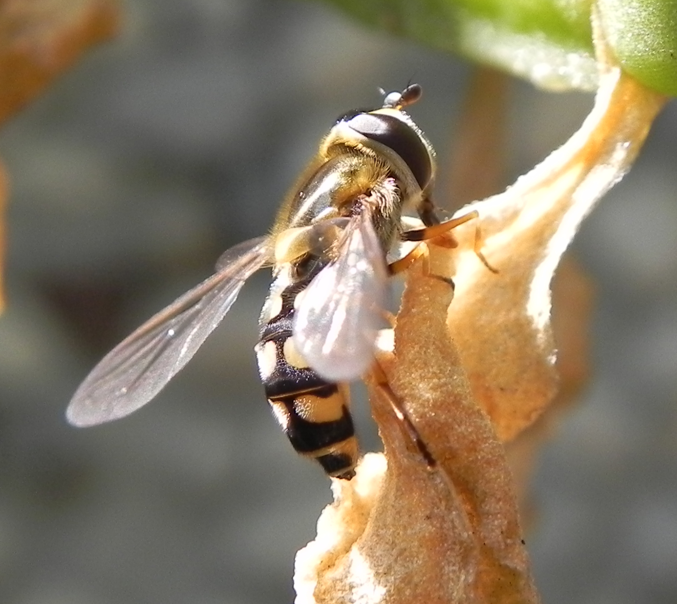 Diptera