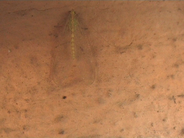 fam. Chrysopidae. Italia, Brescia, 14 Mar 2005, Rinaldini pr.sc. Va (video SD)