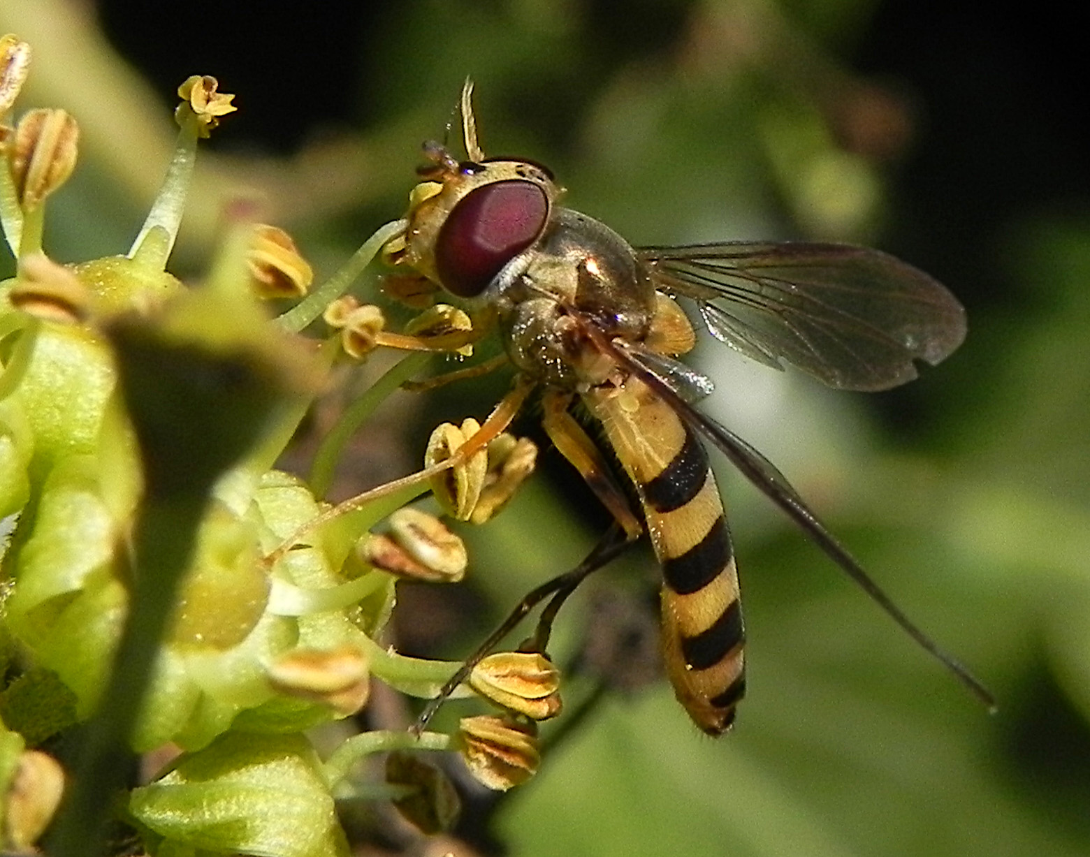 Diptera