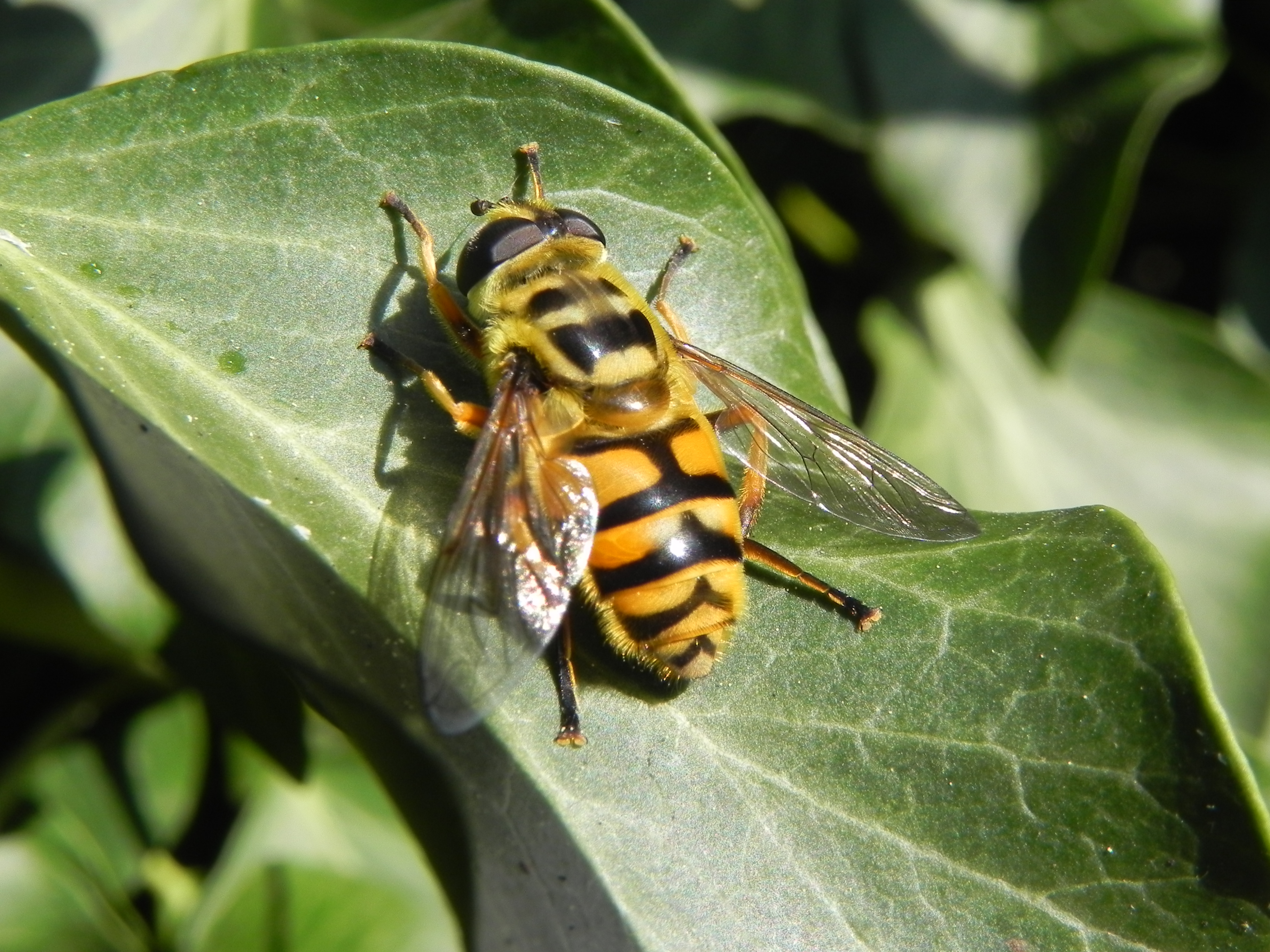 Diptera
