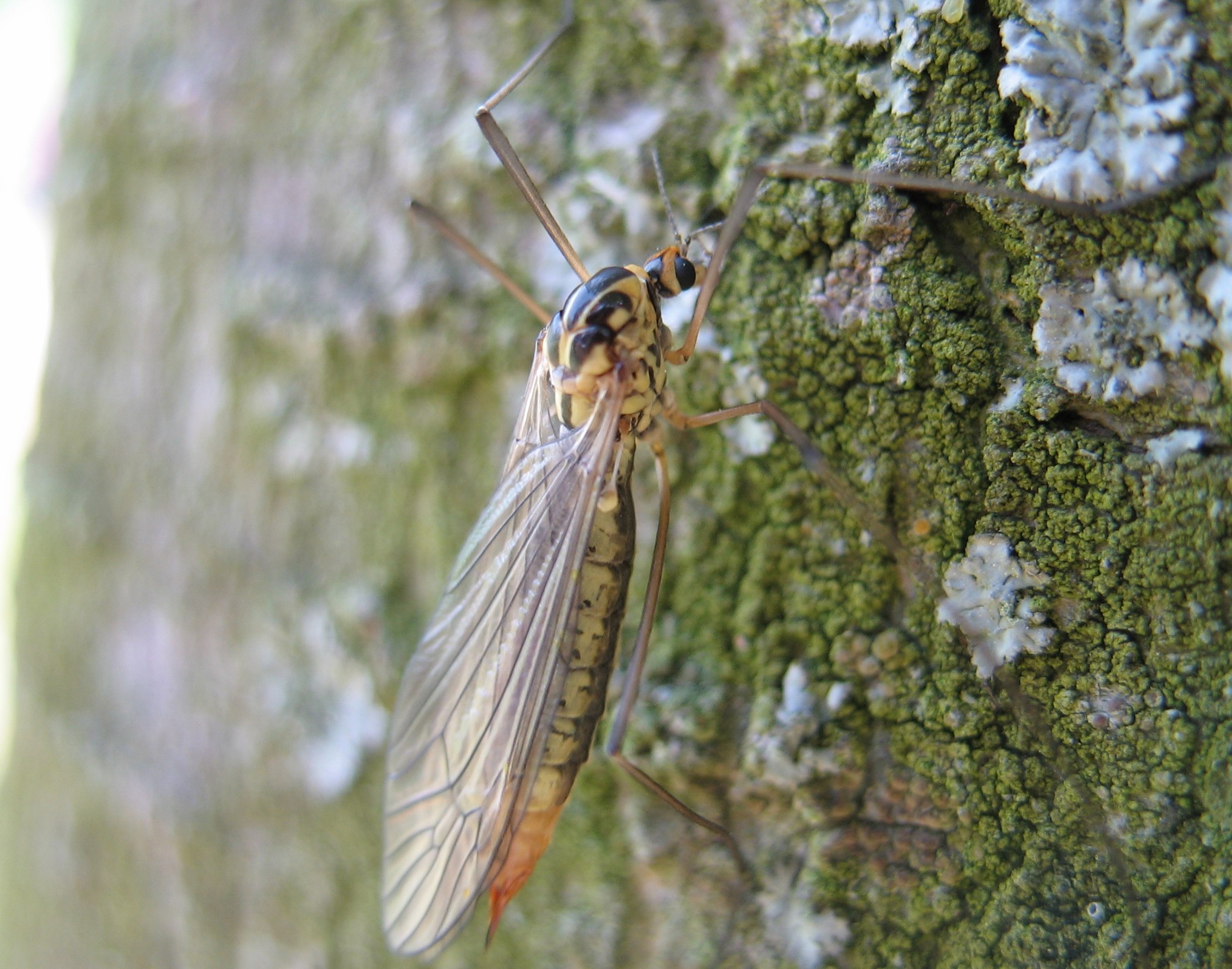 Diptera