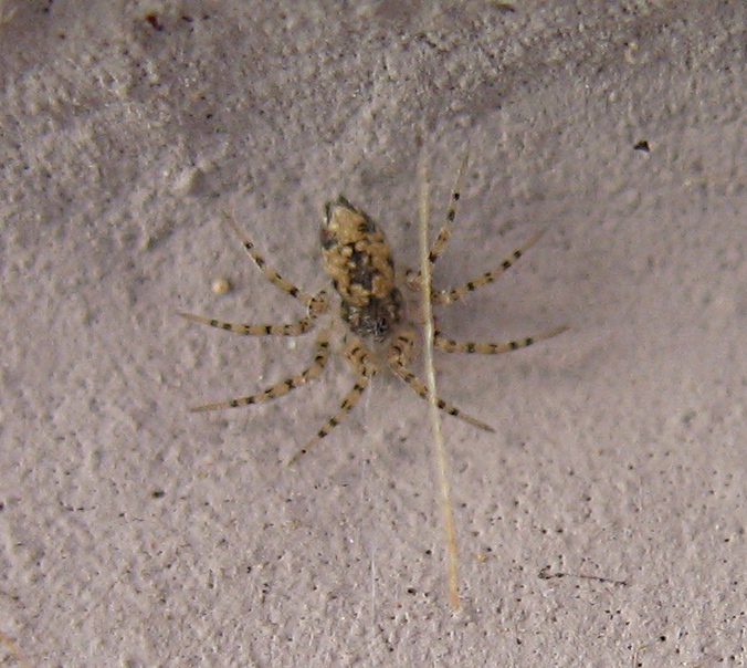 fam. Oecobiidae, Italia. Brescia, 22 Mar 2007, Crispi pr.sc. IIIb.