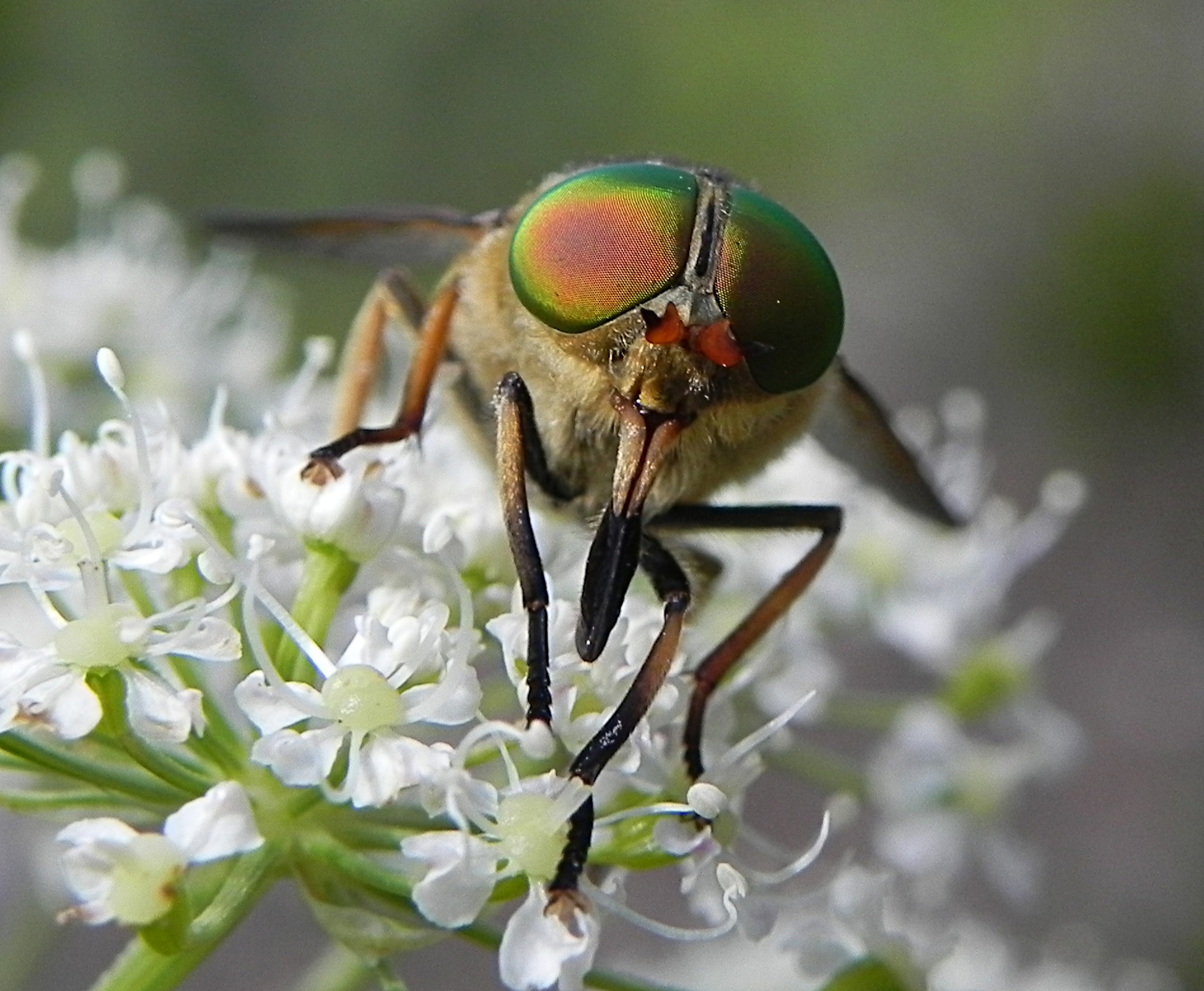 Diptera