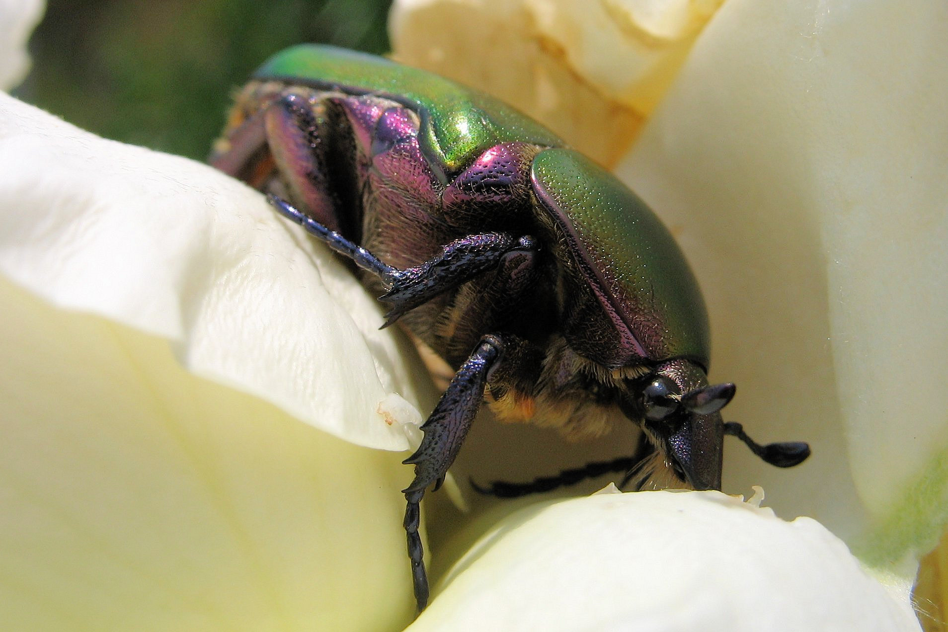 Coleoptera