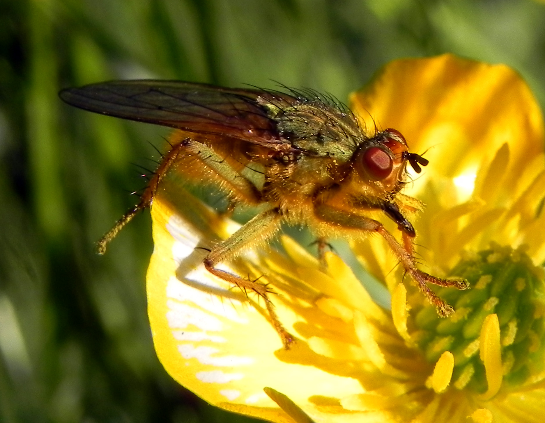 Diptera