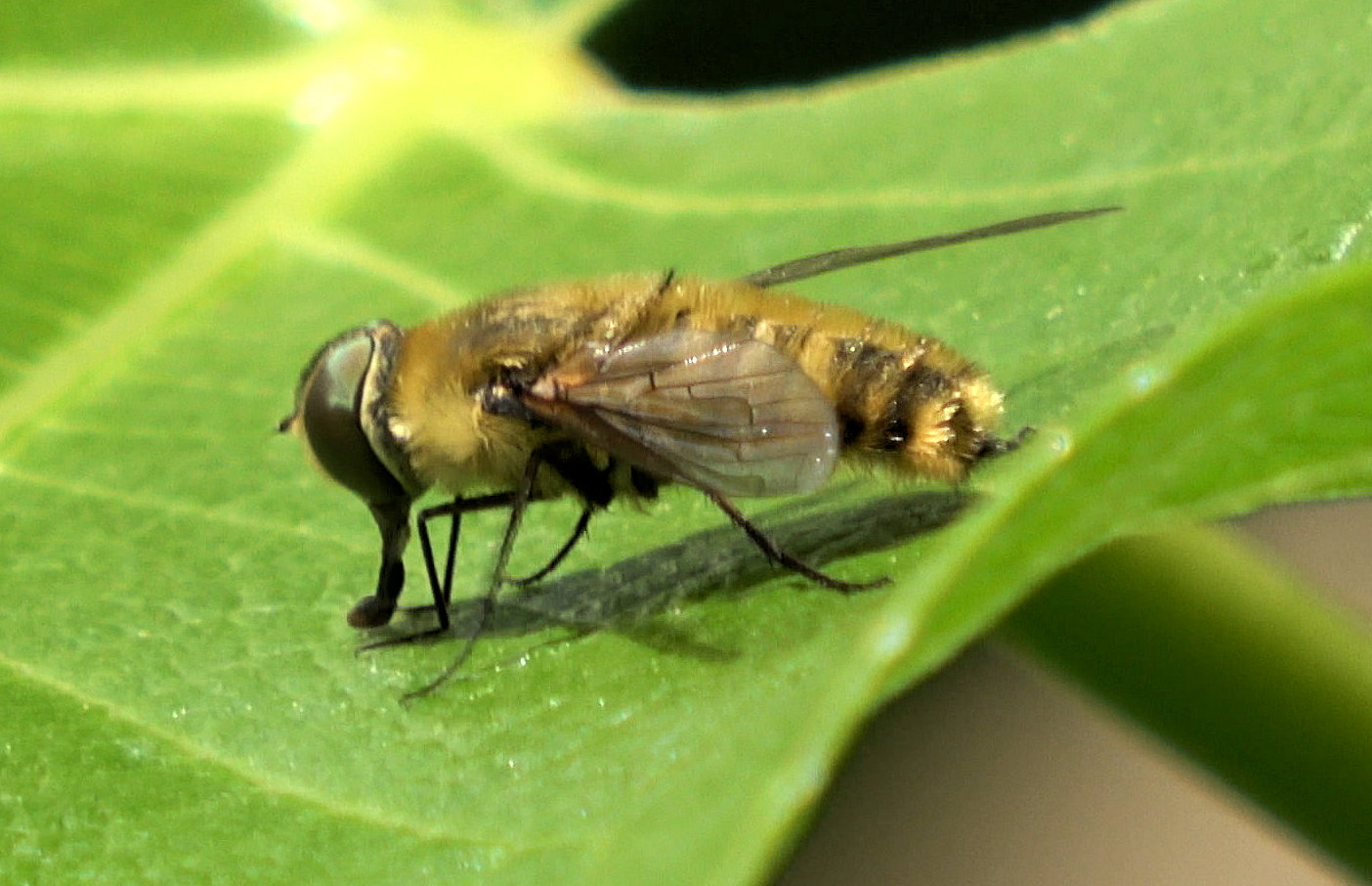 Diptera