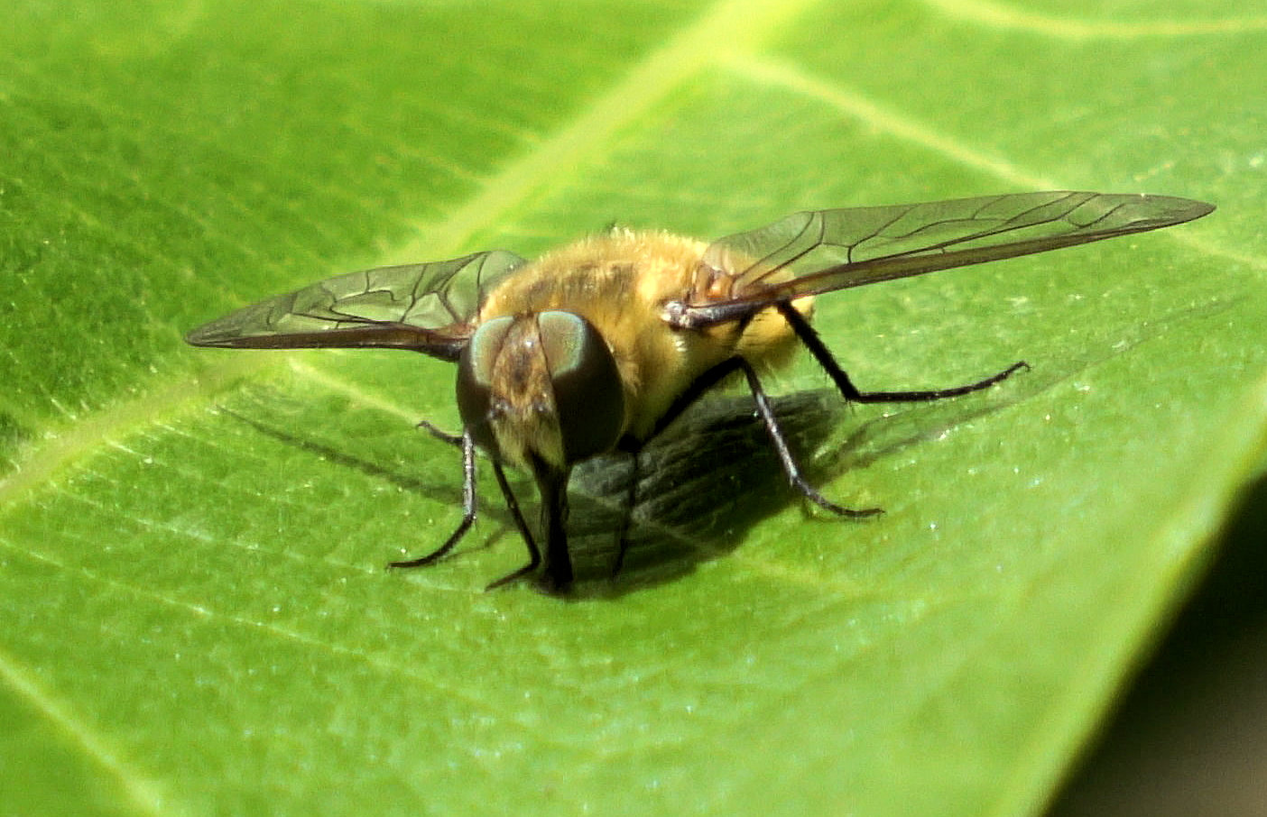 Diptera