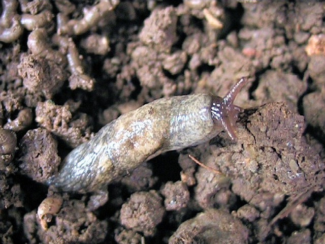 order Stylommatophora, fam. Limacidae. Italia, Gussago (BS), 3 Apr 2006. Richiedei kg.sc. (SD video)